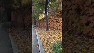 Afternoon walk in a dreamy walkway 🍁🍂#stockton #california