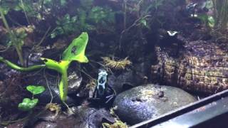 Dart Frogs- July 2017 updates and future plans!