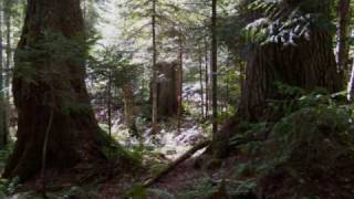 Elders Grove: An Old Growth White Pine Stand