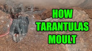 How Tarantulas Moult -  My Salmon Pink Birdeater Moult Timelapse