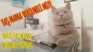 KEDİLERE YAŞ MAMA VERİLMELİ Mİ??  | BRİTİSH SHORTHAİR | ( N&D Yaş Mama , Miamor Kedi Pudingi )