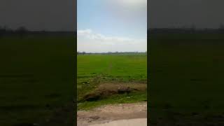 Uruzgan Irrigation lands#afghan #nature #afghan #travel #afghanculture #mountains #rain