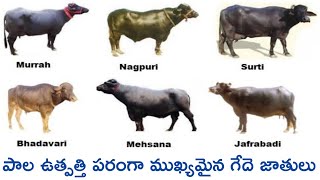 buffalo breeds of india for milk production | పాల ఉత్పత్తి పరంగా అత్యంత ముఖ్యమైన గేదె జాతులు