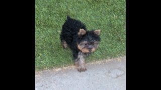 Yorkie AKC Male Puppy born on June 23, 2018