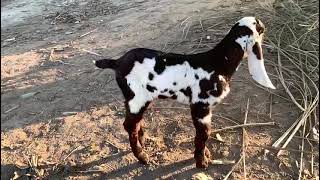 Laal dabb nagra beetal quality kid home breed son of surkhi goat