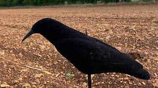 Régulation des corvidés