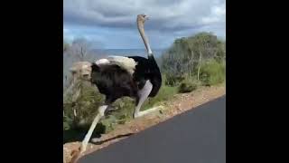 wildlife An Ostrich chases