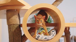 Building a Cat Kingdom: George's Ultimate DIY Project with Dremel Tools​​ - EN