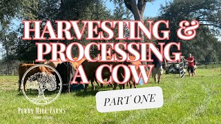 HARVESTING and PROCESSING a COW: Part 1