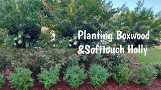 Planting  a Hedge of  Wintergreen // Green Mountain  Boxwood//Soft touch Holly🌱