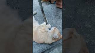 AMAZING STRAY ORANGE CAT #asmercat #satisfyingvideo #sleeping #shortsviralvideo