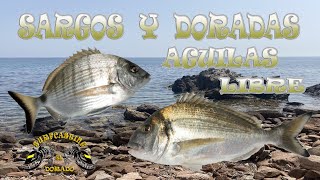 SARGOS Y DORADAS  AGUILAS LIBRE