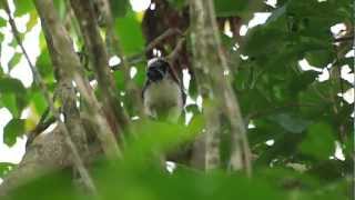 Geoffroy's Tamarin in Gamboa, Panama