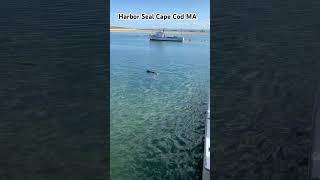 Harbor Seals #capecod #harborseal #seal #nature #wildlife #ocean #harbor #sealife #seals