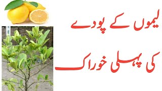 First Dose Fertilizer in Lemon Plant |لیمو ں کے پودے میں پہلی خوراک|#npkfertilizer #npk #boosterdose