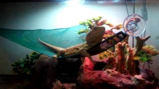 Zoo Med: reptile hammock review