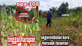 gagal panen jagung,gerombolan kera merusak tanaman,kita