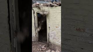 dismantling an old brick shed