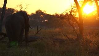 Khwai Conservancy Botswana - sharing the sunrise with my elephant friend