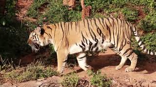 Majestic Tigers in Their Natural Habitat: Free 4K Stock Footage Download!