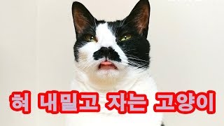 심쿵 혀를 내밀고 조는 고양이