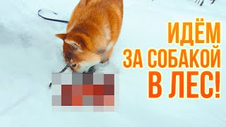 ИДУ КУДА ПРИВЕДЁТ СОБАКА! Челлендж - Шли за собакой весь вечер и попали в лес!