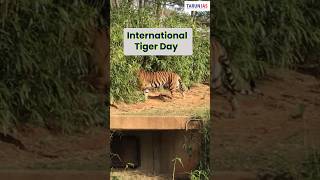 international tigers day #tiger #shorts