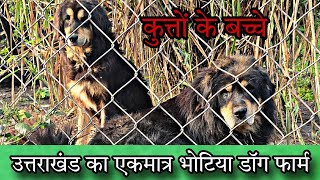 Uttrakhand mein bhotia dog ka farm daily Lifestyle vlogs gaddi puppy puppy for sale Uttarakhand Wale