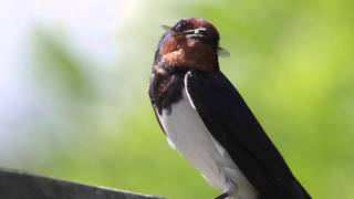 Barn Swallow - Hirondelle rustique - Haarapääsky