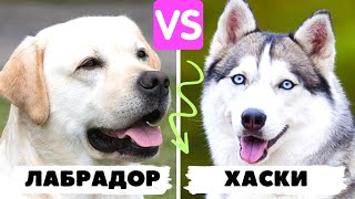 🐕📝🐾 ЛАБРАДОР vs СИБИРСКИЙ ХАСКИ