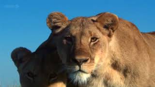 Animals of Africa in HIGH DEFINITION HD Documentary   David Attenborough