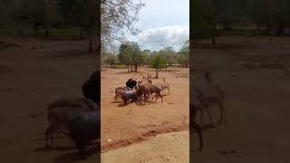 ලංකාවේ එක පතේ කන හැම රටකටම දුර්ලභ සතුන්..🇱🇰#shortvideo #elephant #animals #nature #wild #wildanimals