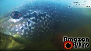 Tomada de linha. Amazon fishing experience, episode 3. Pescaria