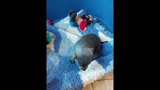 Top Quality Blue Staffordshire Bull terrior puppies.