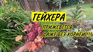 🌱ГЕЙХЕРА. Размножение гейхеты. Приживется даже без корней!