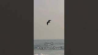 Seagulls @ ECR Beach Chennai|#Shorts