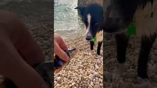 How your border collie reacts to fish? Our jona like this: