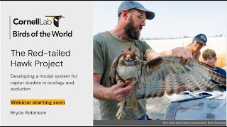 The Red-tailed Hawk Project - studies in raptor ecology and evolution featuring Bryce Robinson