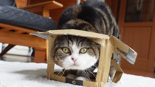 壊すのも好きでーす！なねこ。-Maru also likes to break a box!.-