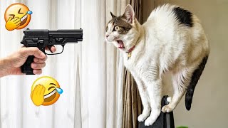 Try Not To Laugh Cats And Dogs Videos 😁 - Best Funniest Animals Video 2024