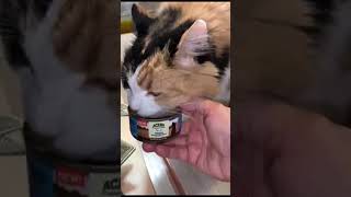 LATAS ATUN CON POLLO PARA GATOS 85 grs ACANA