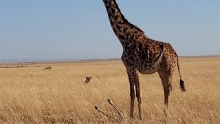 Lioness watching a giraffe calf struggling to stand