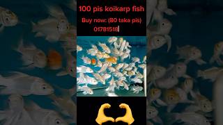 ১০০ (+) কই কার্প বিক্রি হবে ৮০ টাকা পার পিছ || goldfish, koikarp,komet fish,farming || #shortvideo