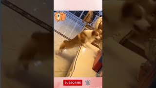 Happy Dog Celebrates Birthday - Happy Dog Music Dance    #Shorts