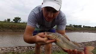 ◀️ PESCA en ARROYO - varias ESPECIES  🐠