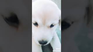 WhatsApp Status Cute Puppy