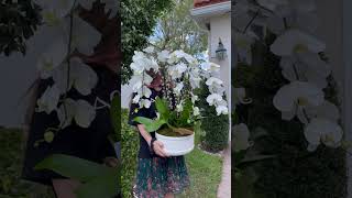 Orchid Arrangements For Easter | Viva Orchids | Easter