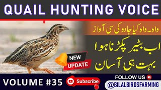 Quail Nice voice for shikar||Batair ki Raat KY shikar ki awaz||@Bilalbirdsfarming