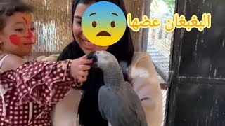 رد فعل كارما اول مرة تشوف بغبغان ( البغبغان عضها ) 😱