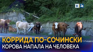 В Сочи коровы разгуливают без присмотра и кидаются на людей